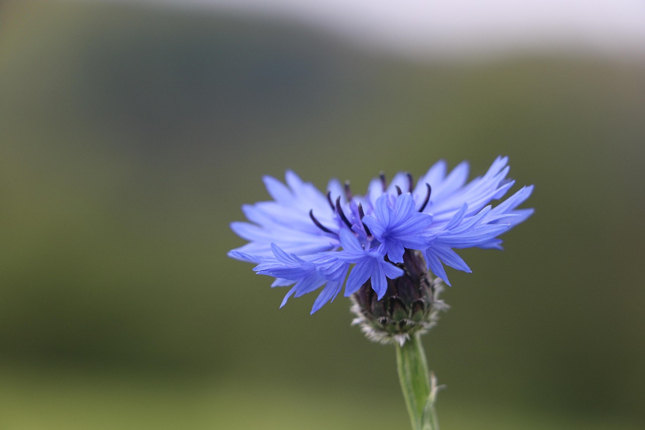 Cornflower